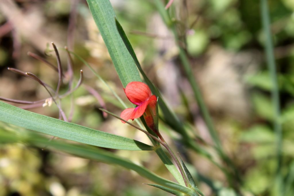 Lathyrus sphaericus / Cicerchia sferica